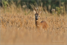 <p>SRNEC OBECNÝ (Capreolus capreolus) Šluknovsko - Jiříkov (European roe deer / Europäisches Reh</p>